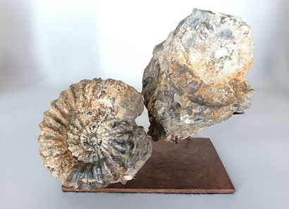 Ammonite Aegoceras
193-184 million years...