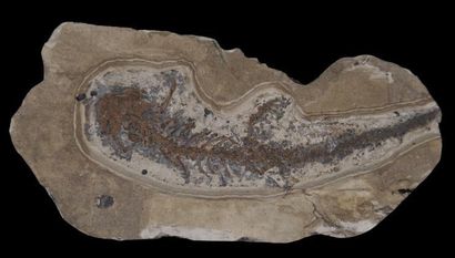 Specimen: Chelotriturus paradoxus
Location:...
