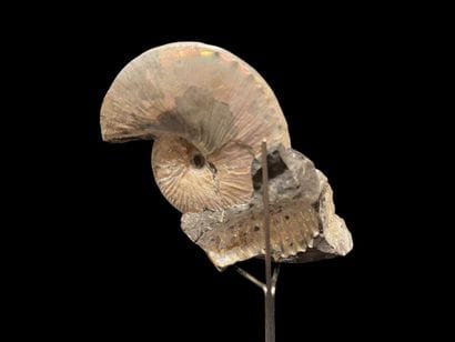 Ammonite Scaphites Nicolleti 
South Dakota,...