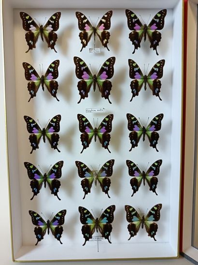 Large box of 15 Graphium Weiskei specimens...