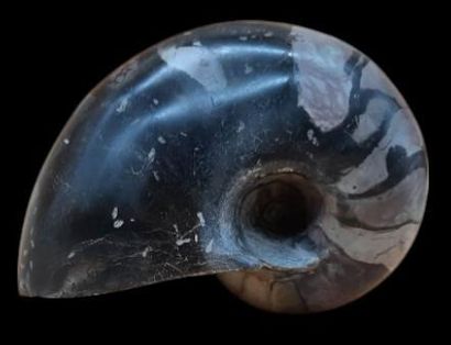 Specimen: Cenoceras belmontense ( Nautile...