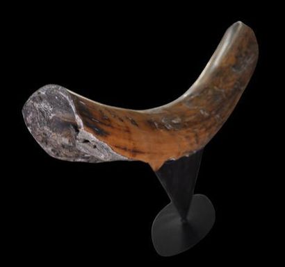 Specimen: Mammuthus primigenius
Location:...