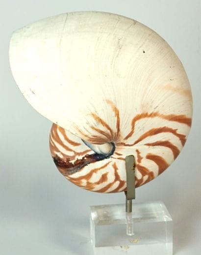 Nautilus Pompilius section on base
A true...