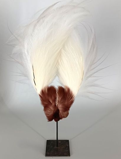 Bird of Paradise plume (Paradisaea Apoda)
Sublime...