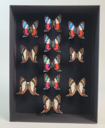 Very nice box (8 M 3F) of Ancyluris formosissima...