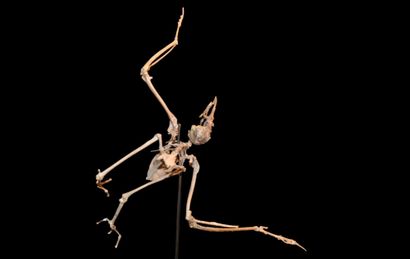 Specimen: Laricola elegans
Location: Montaigu...