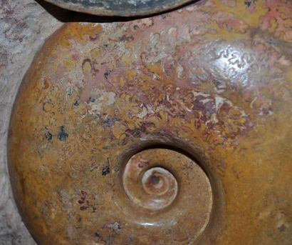 Specimen: Alocolytoceras sp.
Location: Belmont...
