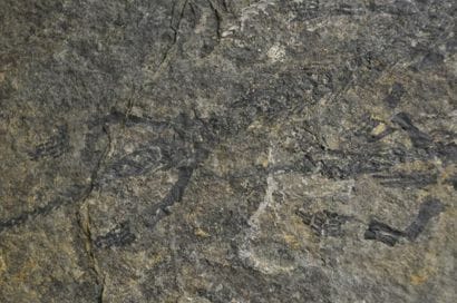 Specimen: Discosauriscus pulcherrimus
Location:...