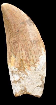 Specimen: Carcharodontosaurus saharicus
Location:...