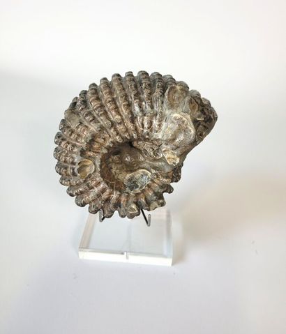 Ammonite Douvillieceras Mamillatus
Aube near...