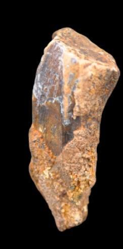 Specimen: Edmontosaurus annectens
Location:...