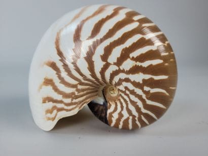 Nautilus Macromphalus
Remarkable specimen...