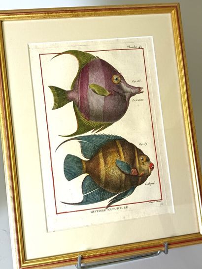Ichthyology board 
Rare eighteenth-century...