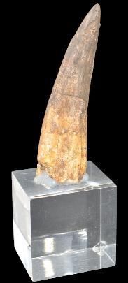 Specimen: Spinosaurus cf. aegypticus
Location:...