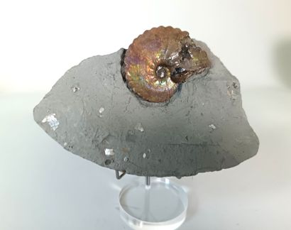 Psiloceras planorbis
Jurassic, Sommerset,...