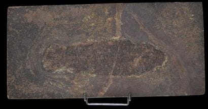 Specimen: Cyclurus kehreri
Location: Messel
Age...