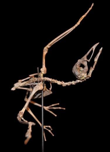 Specimen: Laricola elegans
Location: Montaigu...
