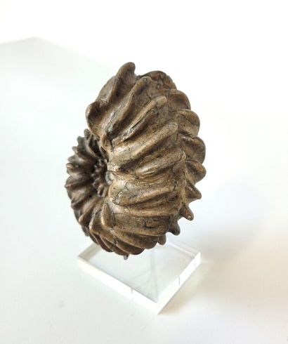 Ammonite Hoplites dentatus 
Aube France,...