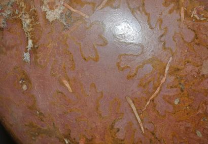 Specimen: Alocolytoceras sp.
Location: Belmont...