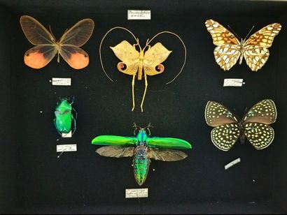 Beautiful composition of butterflies, beetles...