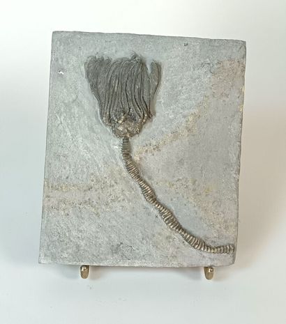 Crinoid 
(Fossil sea lily) of the genus dimerocrinus...