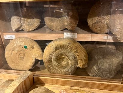 Very important lot of shells and paleonthological...