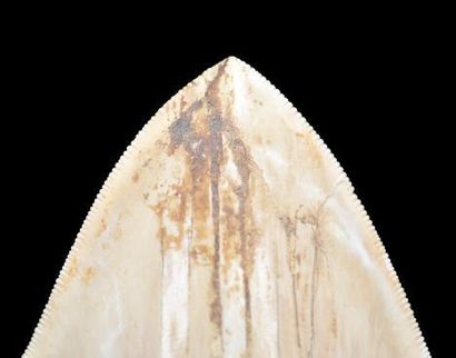 Specimen: Otodus (Carcharodon) megalodon
Location:...