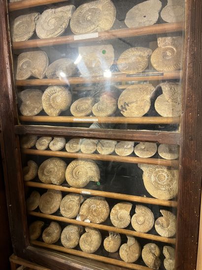 Very important lot of shells and paleonthological...