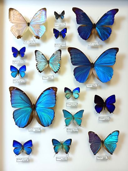 Large composition by Morphos, Theclas and...