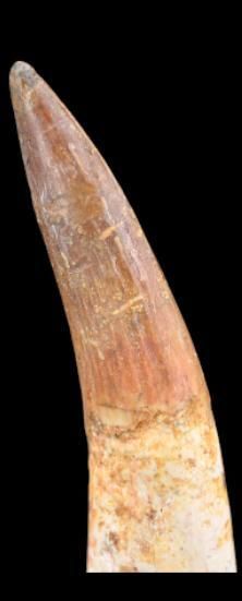 Specimen: Spinosaurus cf. aegypticus
Location:...