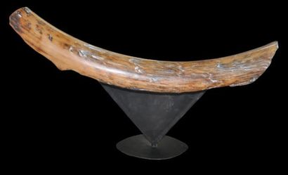 Specimen: Mammuthus primigenius
Location:...