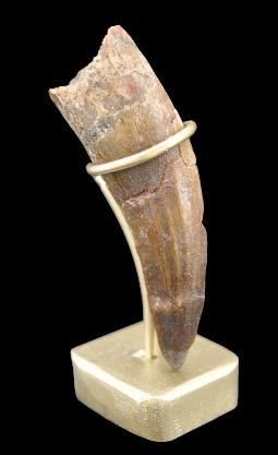 Specimen: Suchomimus
Location: Niger
Age:...