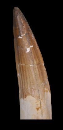 Specimen: Spinosaurus aegypticus
Location:...