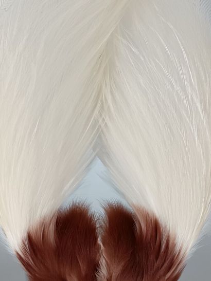 Bird of Paradise plume (Paradisaea Apoda)
Sublime...