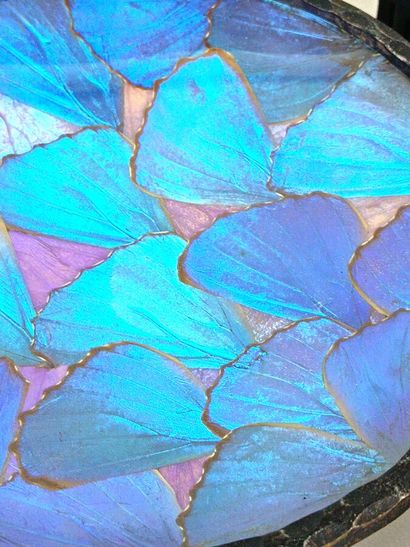 Morpho