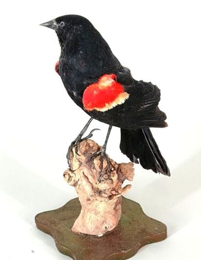 Red-winged blackbird, Agelaius phoeniceus
USA
Beautiful...