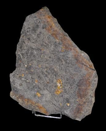 Specimen: Plate with amber nodules in lignite...