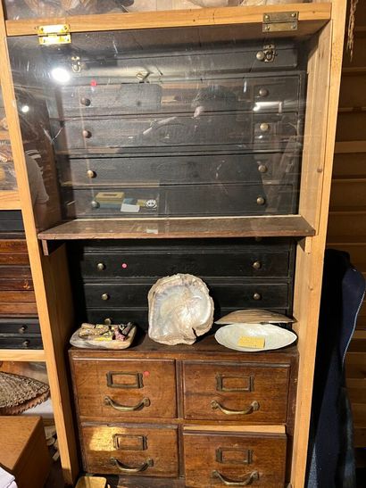 Very important lot of shells and paleonthological...