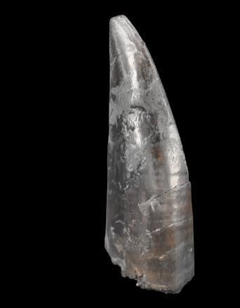 Specimen: Tyrannosaurus rex tooth
Location...