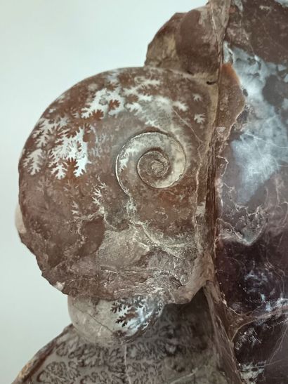 Ammonite of the genus Lytoceras
Triassic...