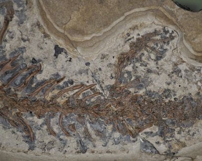 Specimen: Chelotriturus paradoxus
Location:...