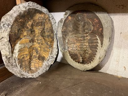 Very important lot of shells and paleonthological...