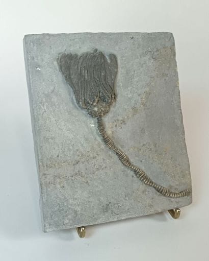 Crinoid 
(Fossil sea lily) of the genus dimerocrinus...