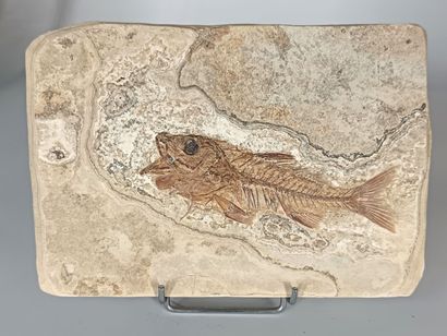 Dapalis Macrurus
Specimen 16cm, plate 25x17cm
Very...