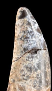 Specimen: Nanotyrannus lancensis
Location:...