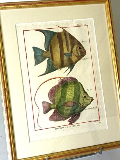 Ichthyology plate 
Rare eighteenth-century...