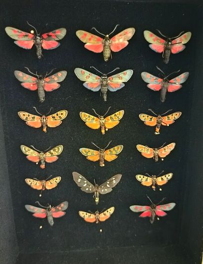 Beautiful composition of 18 butterflies of...