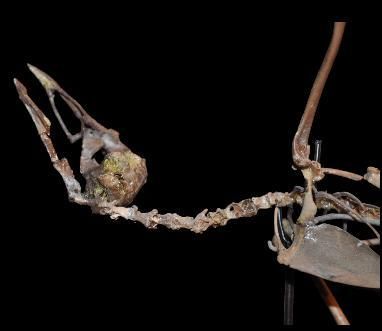 Specimen: Laricola elegans
Location: Montaigu...