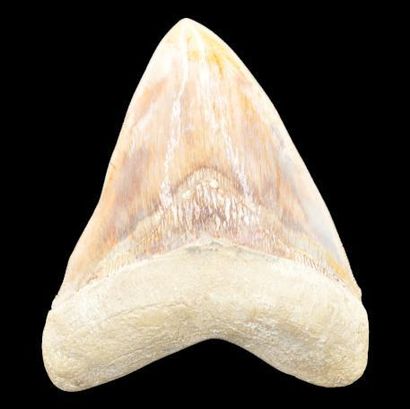 Specimen: Otodus ( Carcharodon) megalodon
Location:...