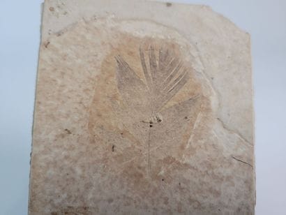 Fossil feather
Oligocene (34 million years),...